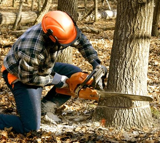 Tree Removal in Carney, OK